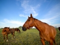 T4T2015-387